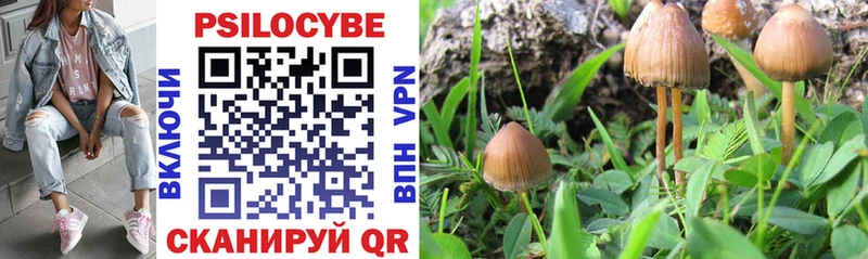 Псилоцибиновые грибы Cubensis  kraken зеркало  Сарапул 